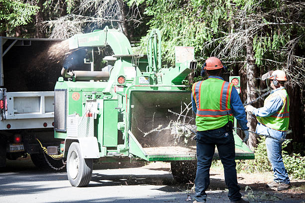 Best Firewood Processing and Delivery  in Hope Valley, RI