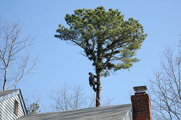 Best Tree Maintenance Programs  in Hope Valley, RI